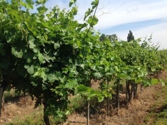 Figyelemre méltó bioaktiválási tapasztalatok szőlőben az Egri borvidéken